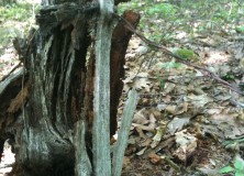 Barbed Wire in Tree Stump